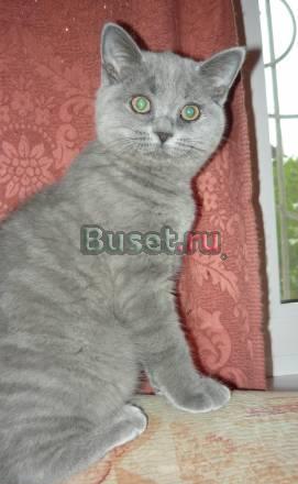 Продаю британского котенка, девочку Барнаул