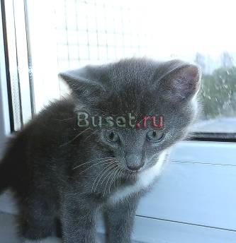 Британские котята Санкт-Петербург