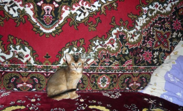 Абиссинский котенок Москва