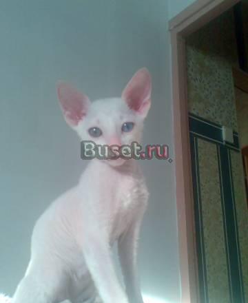 Кошечка Новосибирск