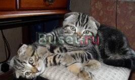 Котики-вислоушки. Дешего. Родословная Москва