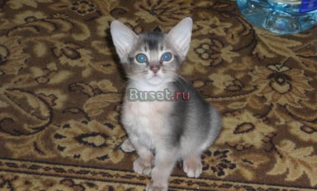 Абессинский котенок Тула