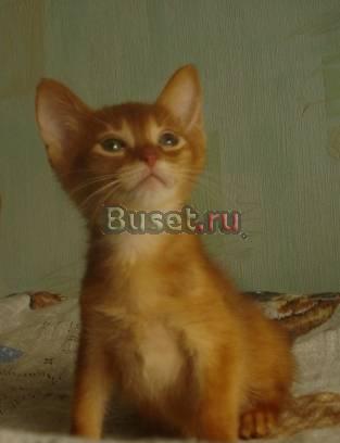 Абиссинские котята Москва