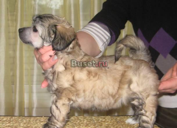 Здесь вы найдете не только пух, но и Москва