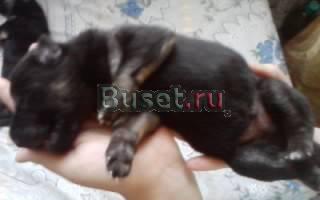 Щенки Восточноевропейской овчарки Ростов-на-Дону