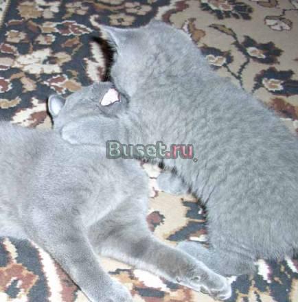 Милые британские котята Москва