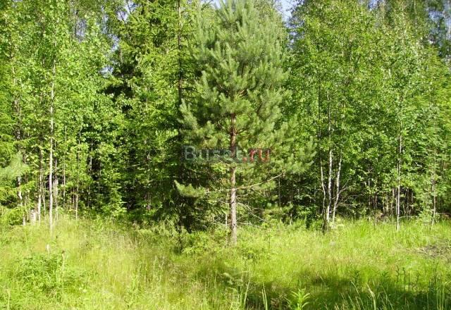 Хороший участок в развитом сад-ве у п. Гаврилово Санкт-Петербург
