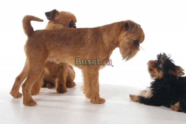 Профессиональная стрижка собак и кошек Новосибирск