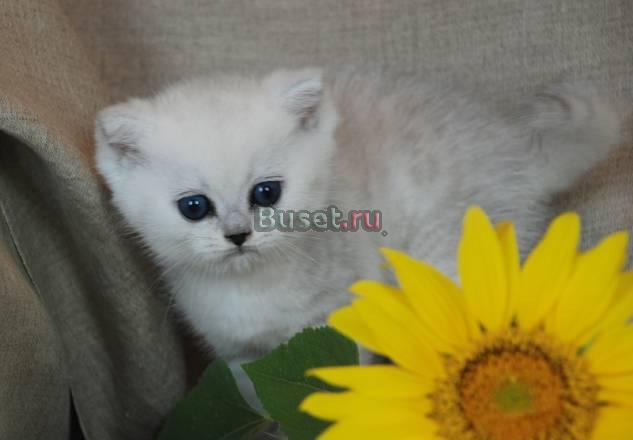 Британский котенок - серебристая шиншилла Москва