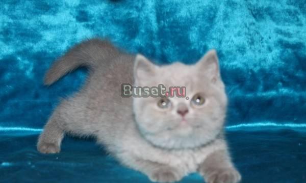 Британские и шотландские вислоухие котята Москва