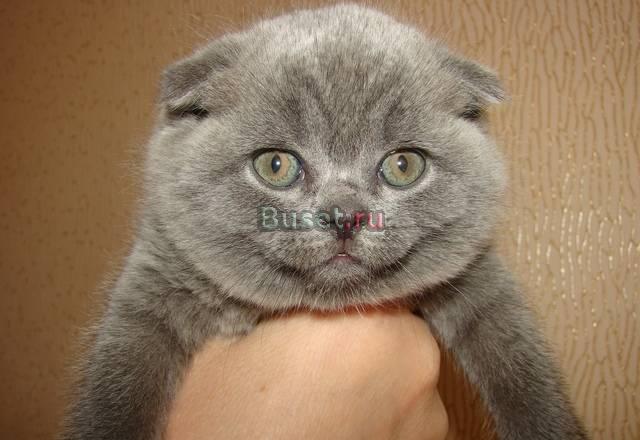 Шотландский вислоухий коток Москва