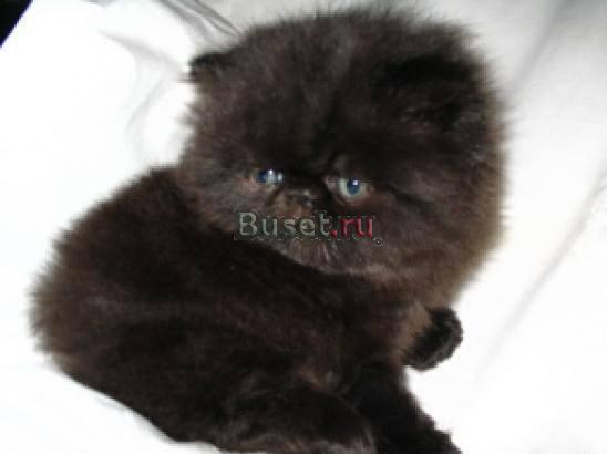 Персидский мальчик Санкт-Петербург