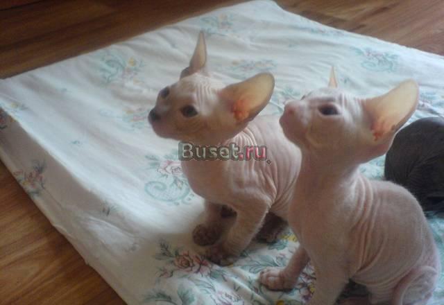 Малыши - сфинксы Артем