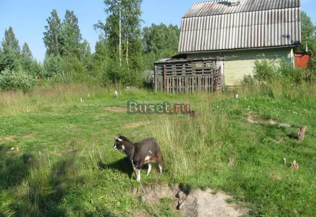 Продаются козочки Санкт-Петербург