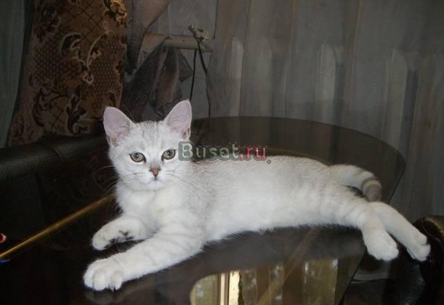 Британский котенок Москва