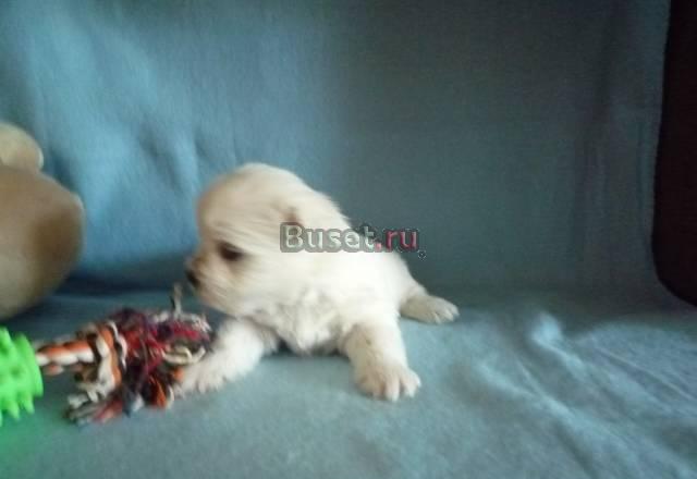 Щенки вест хайленд вайт терьера Архангельск