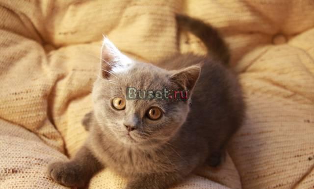 Котята британцы очень красивые, ждут новых хозяев Москва