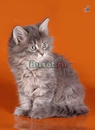 Сибирские котята Санкт-Петербург