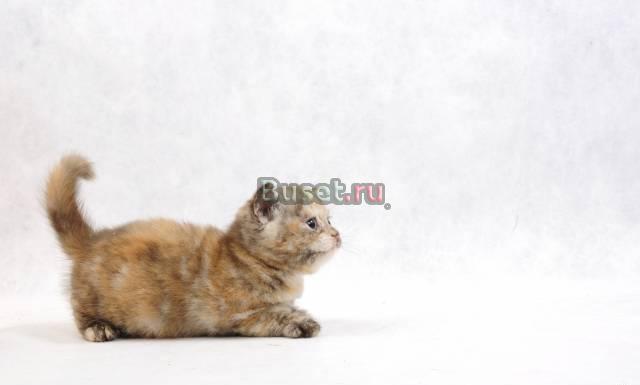 Британская Чистопородная кошечка Санкт-Петербург