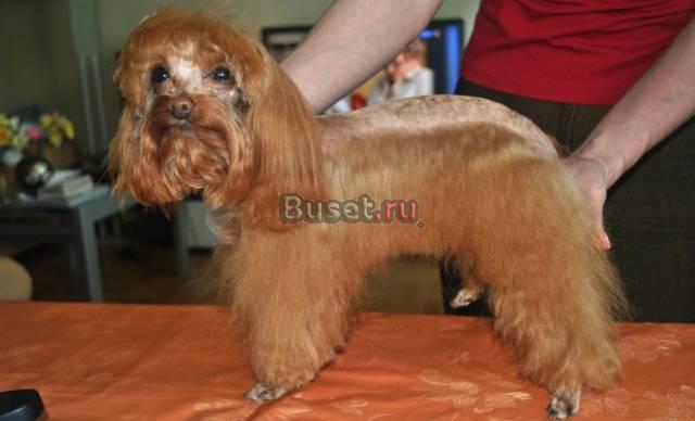 Стрижки собак,йорк,пекинес,орхидея Санкт-Петербург