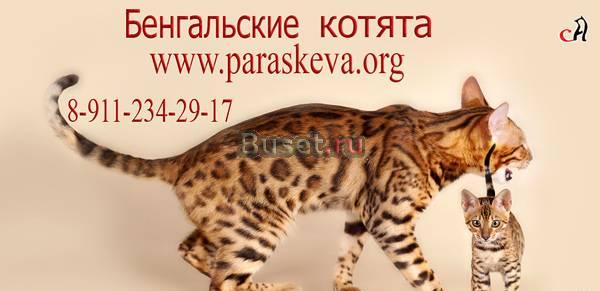 Бенгальские котята, бенгалы Санкт-Петербург