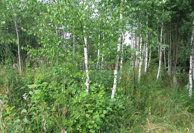 Участок 30 сот. в деревне Лобково Москва