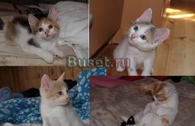 Четыре двухмесячных котенка ищут дом Москва