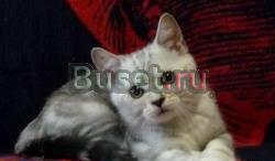 Элитный Шотландский супер котик -ns22 Москва