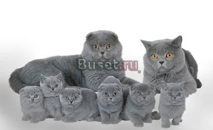Продажа питомника британских и вислоухих кошек Москва