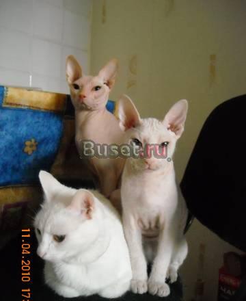 Брашевый котик Томск
