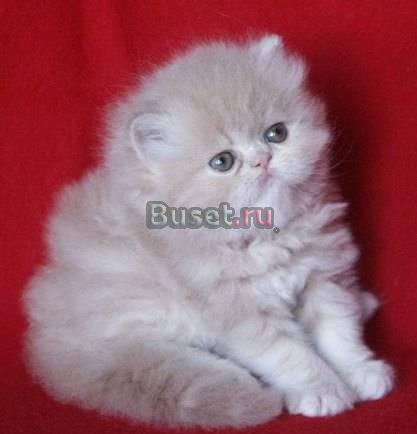 Персидский котик Москва