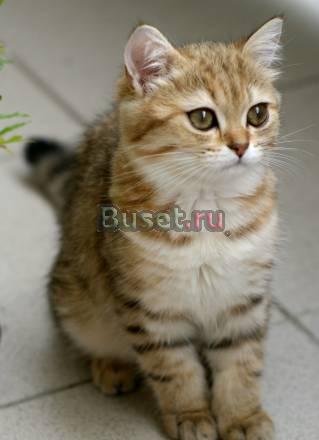 Шотландские котята золотые шиншиллы Москва