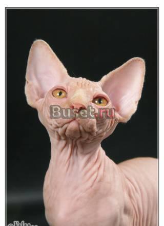Питомник Happy cats котята канадского сфинкса Москва