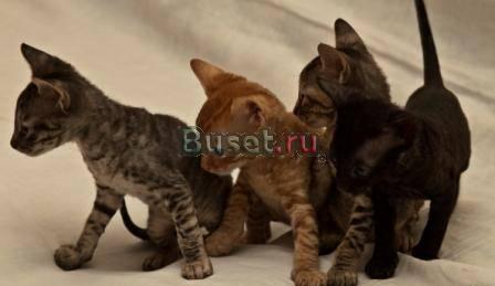 Чистокровные котята корниш-рекс девочка и мальчик Санкт-Петербург