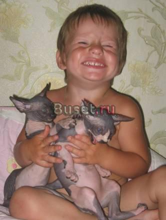 Голыши- малыши, котятки канадский сфинкс Углич