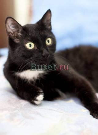 Лиза - кошка с французским маникюром) Москва