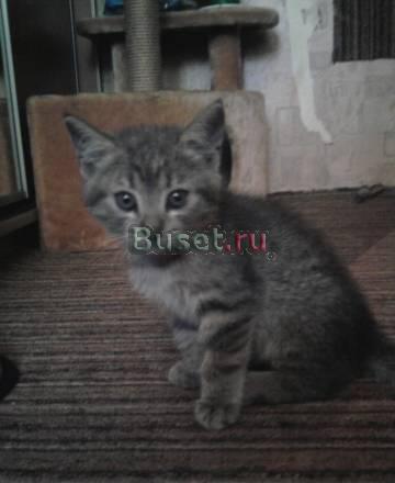 Отдаю даром чудного котенка 2,5 месяца, мальчик Санкт-Петербург