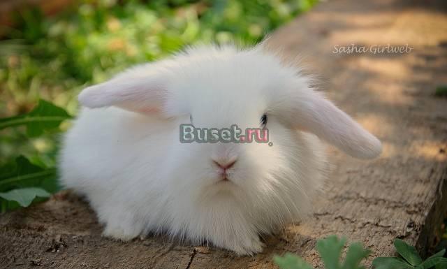 Белые крольчата домашние Волгоград