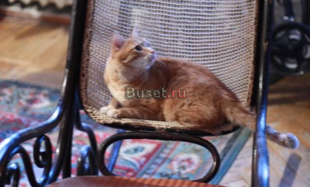 Отдам рыжего котика в добрые руки Москва