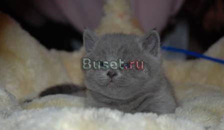 Котенок (кошечка) скоттиш-страйт Москва
