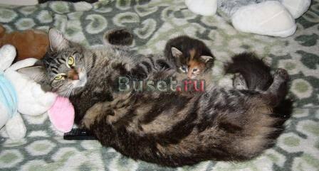 Котята мейн-куна Ростов-на-Дону