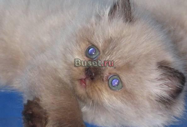 Персидские котята мальчики Казань