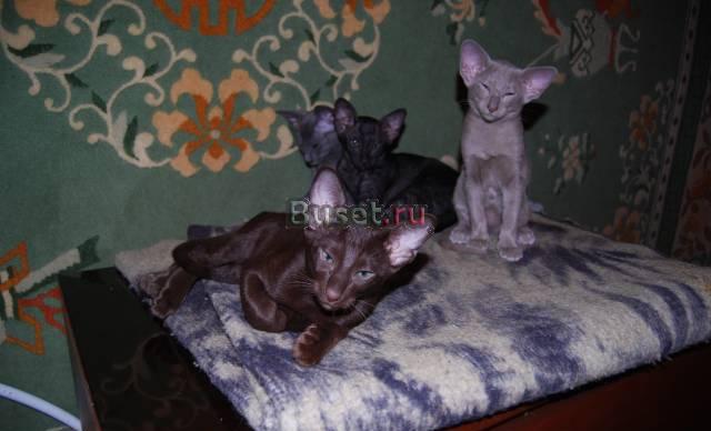 Клубные ориентальные котята(10000-15000т.р.) Москва