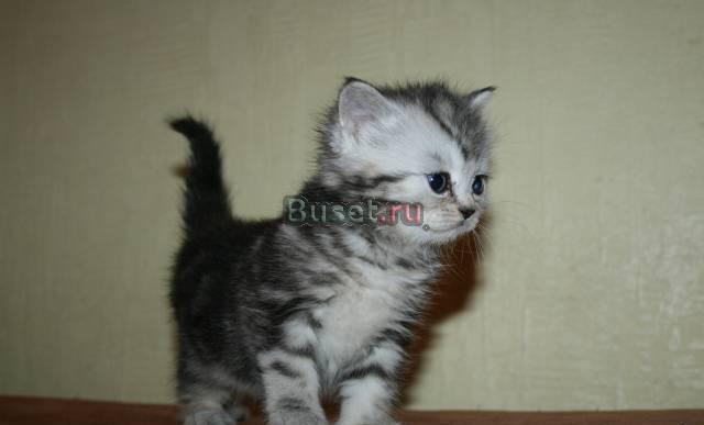 Британские котята вискас Москва