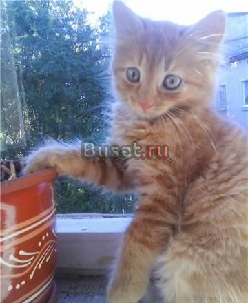 Ласковый рыжий котенок ищет хозяев Санкт-Петербург