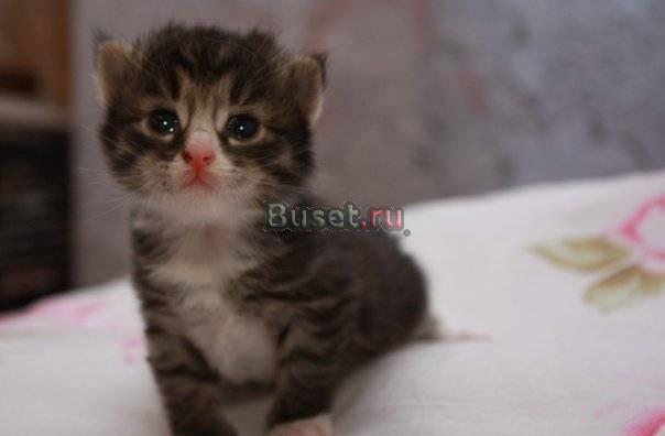 Отдам в хорошие руки котенка бесплатно Москва