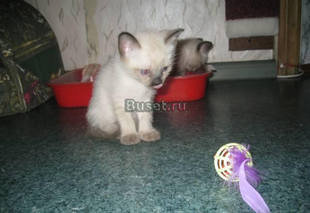 Самые красивые тайские котята Чехов
