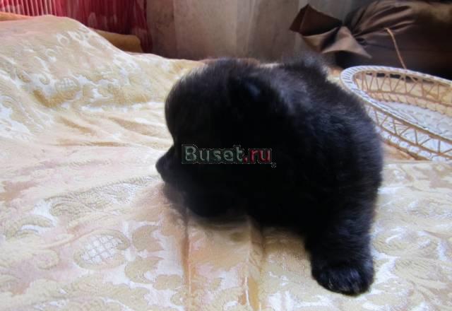 Померанские шпицы  без  документов Москва