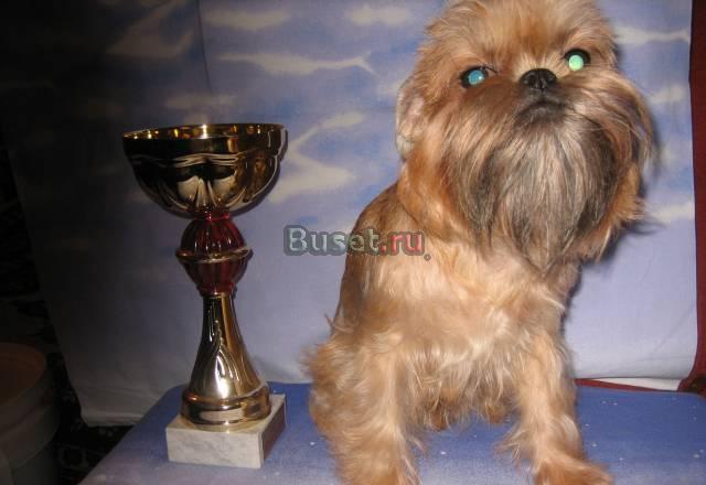 Брюссельский гриффон девочка Нижний Новгород