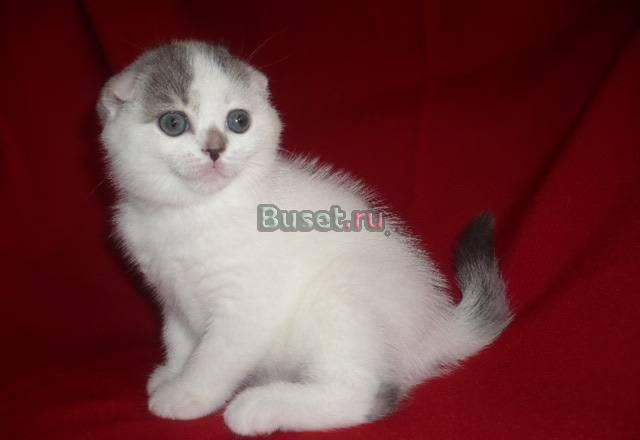 Шотландские котята редких окрасов Москва
